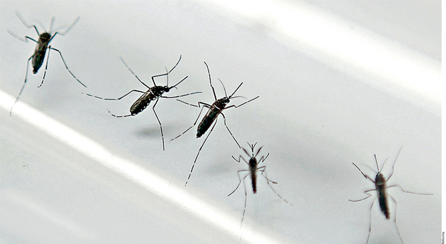 Pabellones antimosquitos distribuidos por la Secretaría de Salud en varios puntos de la República