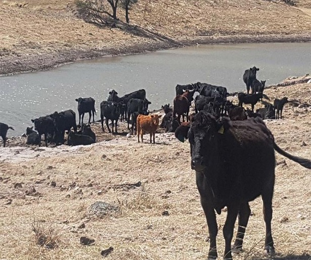 Hallan bisontes, llamas y otros animales en ranchos incautados a César Duarte