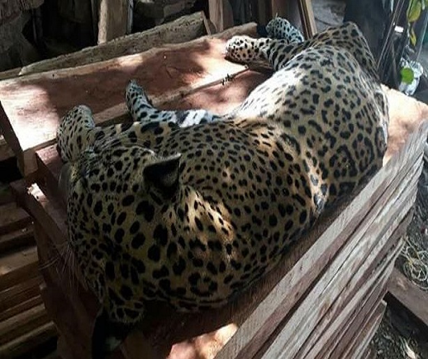 Reportan jaguar muerto