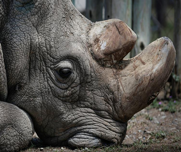 Murió Sudán, el último rinoceronte blanco macho del mundo