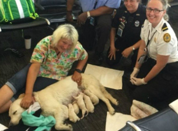 Perrita da a luz a ocho cachorros en aeropuerto de EE. UU.