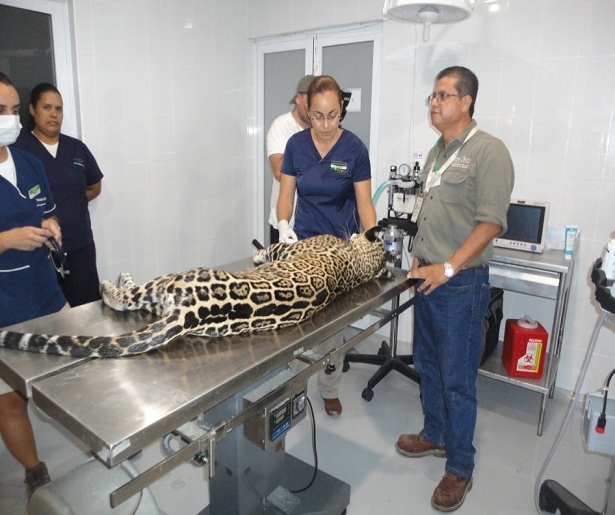 Liberan a jaguar hallado en cavernas de un parque en Playa del Carmen