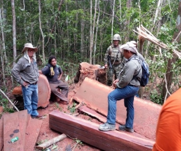 Clausura total de predios tras operativo forestal en José María Morelos