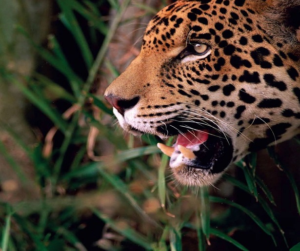 Garantiza Fonatur protección del hábitat del jaguar en el entorno de construcción y operación del Tren Maya