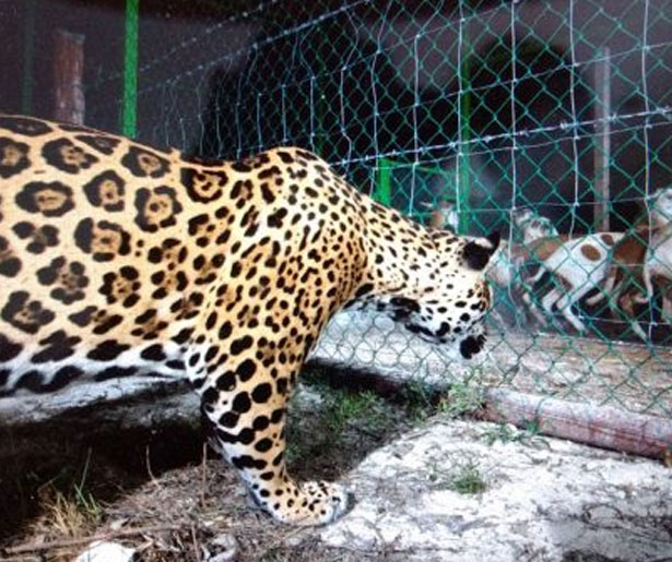 Jaguar en la mira de cazadores furtivos en Uxuxubi