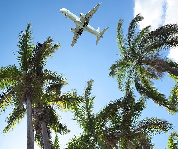 Low angle view of an airplane and some palm trees