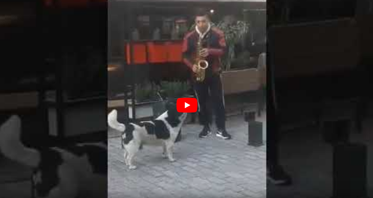 perro_saxofonista_musica