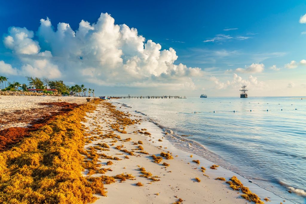 Playas de Quintana Roo estarán libres de sargazo este mes