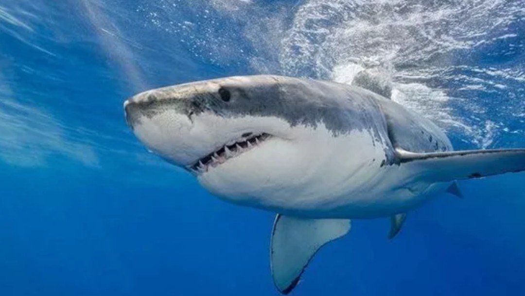 https://noticieros.televisa.com/ultimas-noticias/tiburon-ataque-turista-estados-unidos-bahamas/