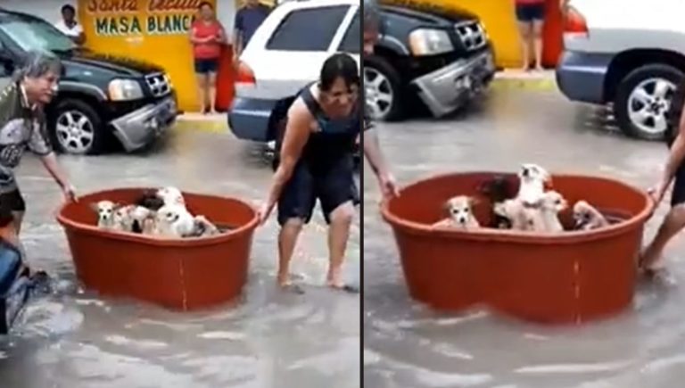 Video: Pareja pierde todo por huracán Hanna, pero salva a sus perritos