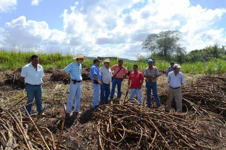Pagan la liquidación de zafra a casi tres mil cañeros en Quintana Roo
