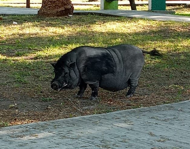 Captan a cerdo vietnamita caminando por calles de Nuevo León