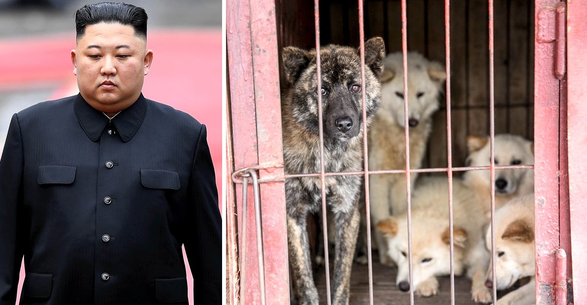 Corea del Norte pide a dueños de mascotas entregar a sus perros por escasez de comida