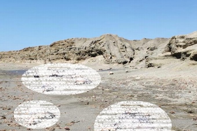 Encuentran muertos 150 lobos marinos en playa de BCS