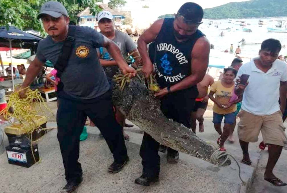 Pescadores logran captura de cocodrilo que se encontraba en playas de Acapulco
