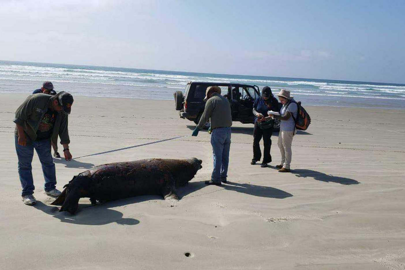 Profepa confirma la muerte de 137 lobos marinos en playa de BCS