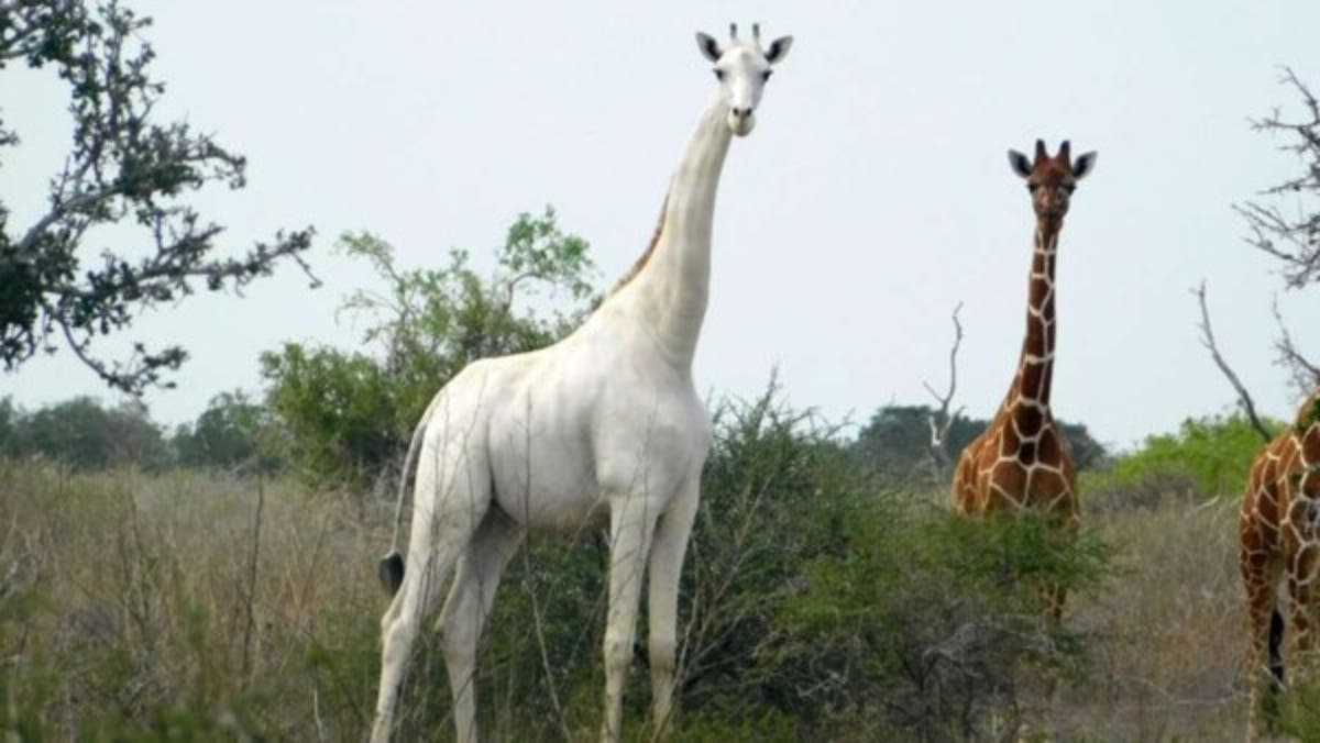 https://www.yucatan.com.mx/internacional/unica-jirafa-blanca-y-su-cria-asesinadas-en-kenia-por-cazadores