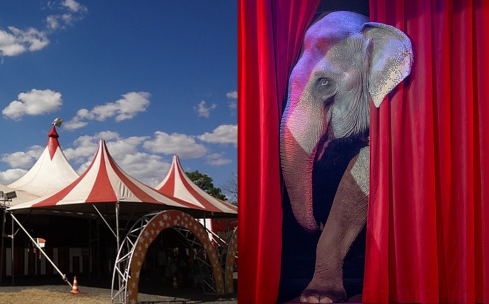 Francia prohibirá animales salvajes en circos