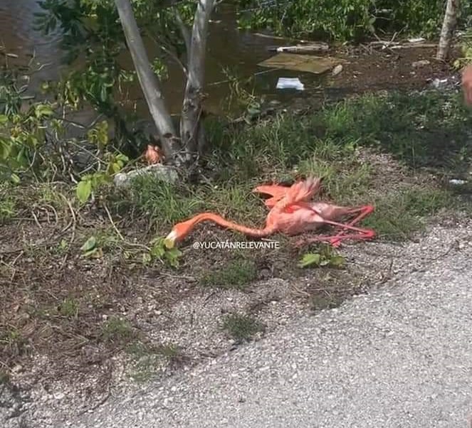 Circulan imágenes de flamingos atropellados en Yucatán