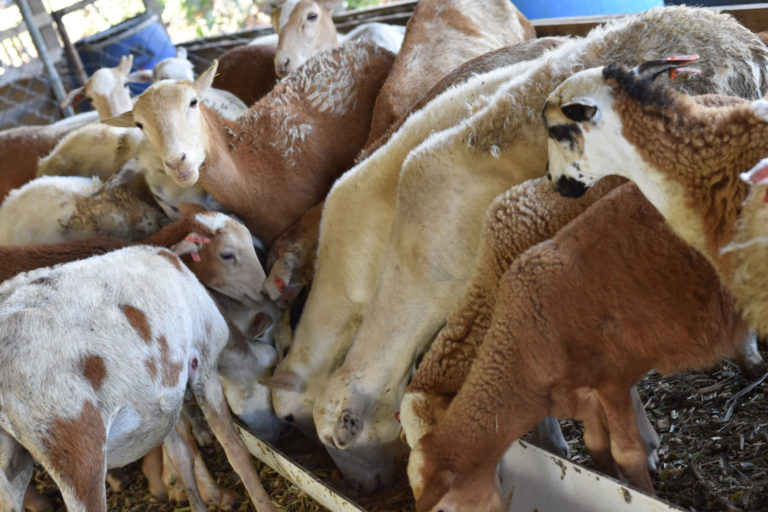 Ganaderos de Quintana Roo no aprovechan el mercado de carne de ovino