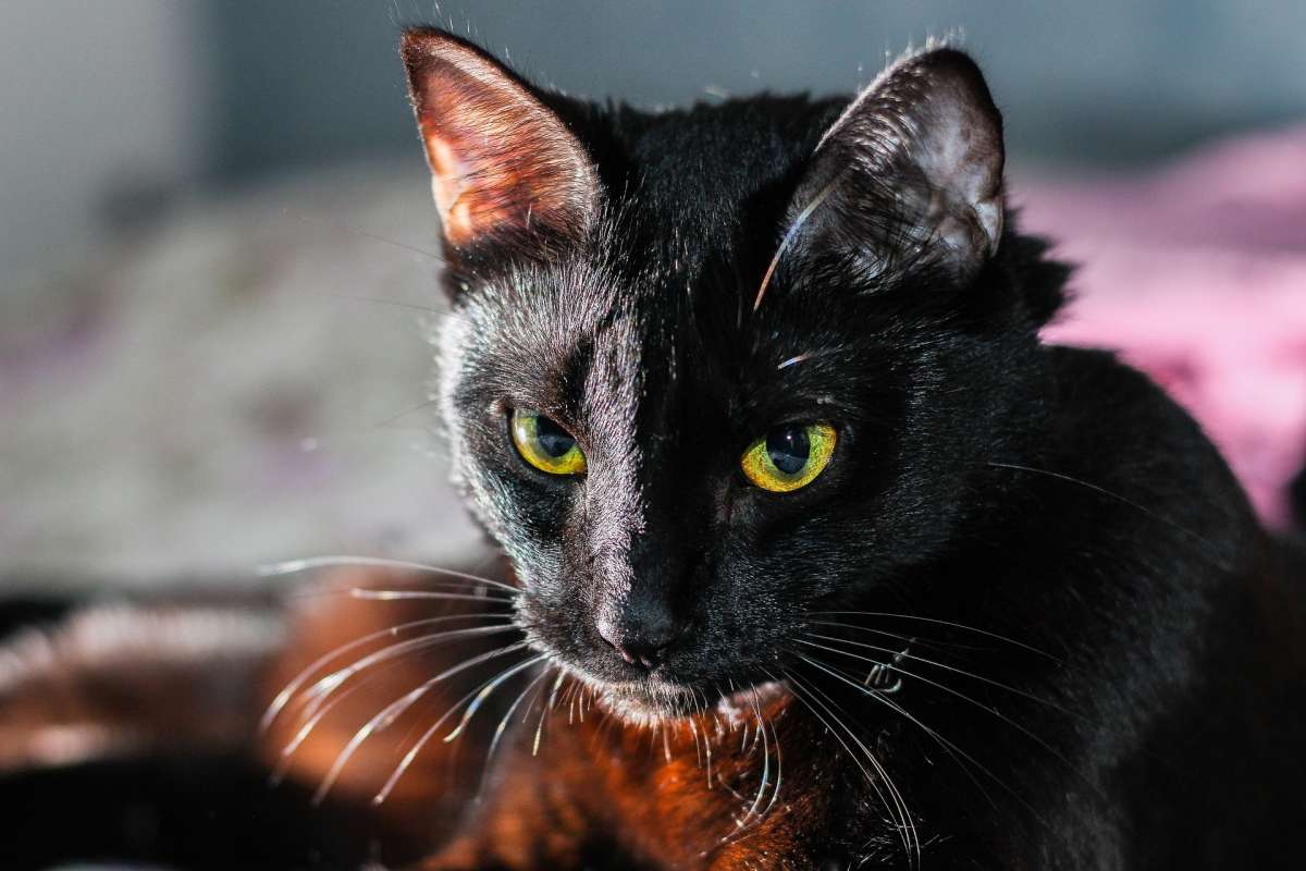 https://laopinion.com/2019/09/24/la-macabra-razon-por-la-que-aumenta-la-desaparicion-de-gatos-negros-en-octubre-mes-de-halloween/