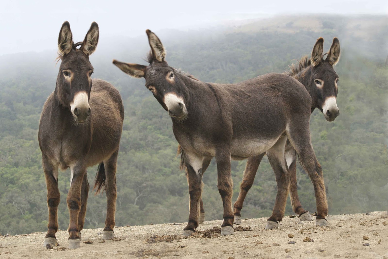 https://www.infobae.com/america/america-latina/2017/01/18/el-burro-un-animal-en-peligro-de-extincion/
