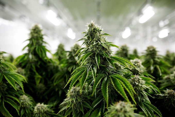 ¿Se puede cultivar marihuana por aprobación del Senado?