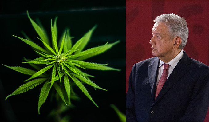 “Que se actúe con responsabilidad, en esta legislación nueva sobre el uso de la marihuana” AMLO