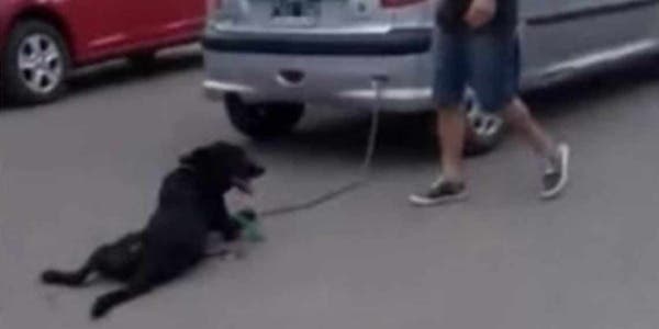 Video: Maestra arrastra por siete calles a un perro amarrado a su auto