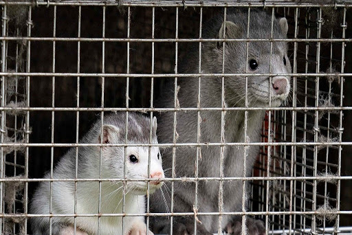 Minks are seen at a farm in Gjol, northern Denmark on October 9, 2020. - Around 100.000 mink are to be put down at various farms in Denmark due to contamination with the Covid-19 coronavirus. (Photo by Henning Bagger / Ritzau Scanpix / AFP) / Denmark OUT (Photo by HENNING BAGGER/Ritzau Scanpix/AFP via Getty Images)