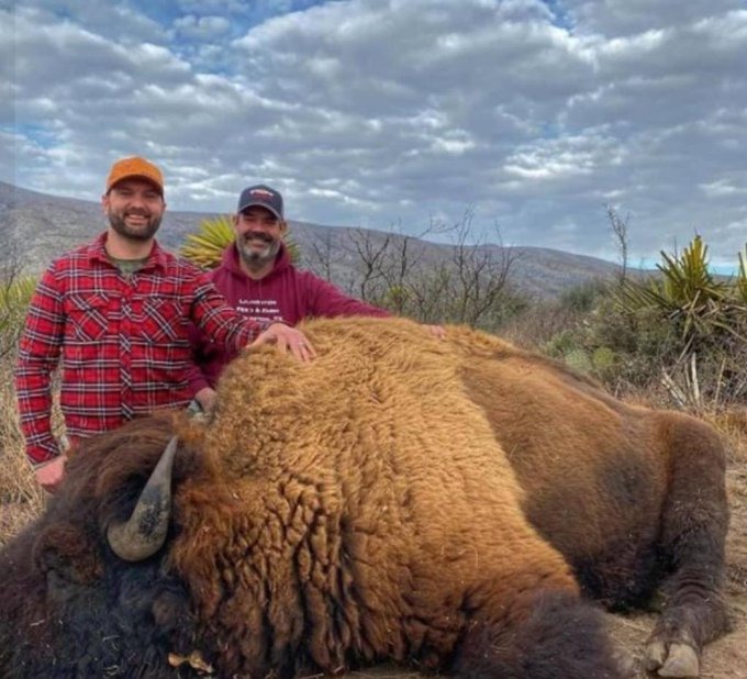Indigna caza de bisonte en rancho de Coahuila