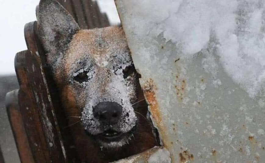 Cientos de perros, gatos, aves y más animales de compañía han muerto tras las nevadas registradas en los últimos días en Estados Unidos y norte de México.