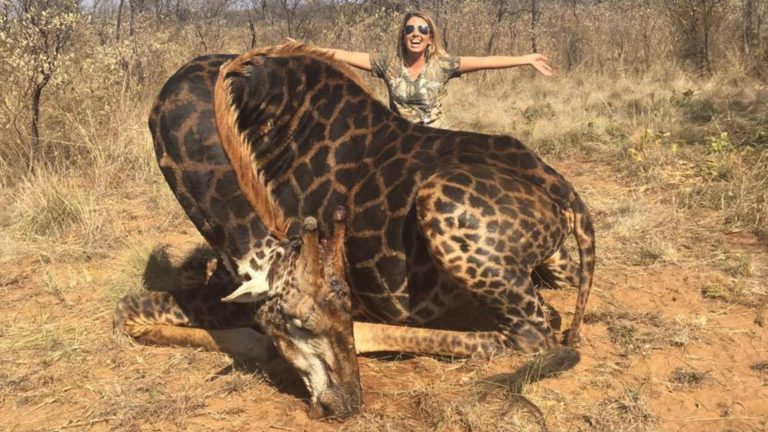 Cazadora desata polémica en redes al fotografiarse con una jirafa que acaba de matar
