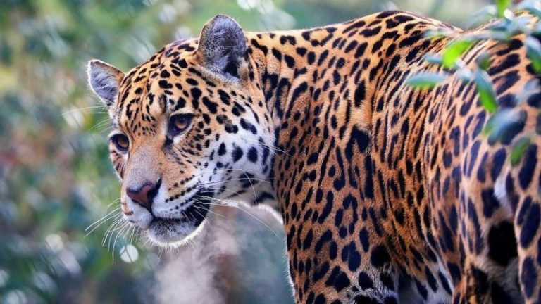 Exigen a Solidaridad detener PDU para evitar daño a la selva, el hábitat del jaguar y el acuífero