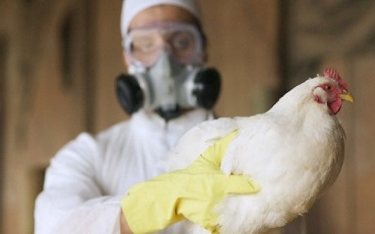 Rusia notifica a la OMS la detección del primer caso de transmisión de la cepa H5N8 “gripe aviar” en seres humanos
