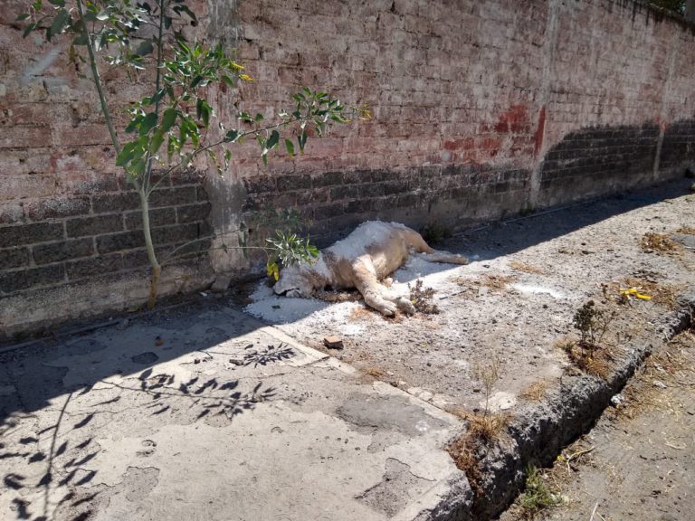 Encuentran el cadáver de un león africano en Iztapalapa