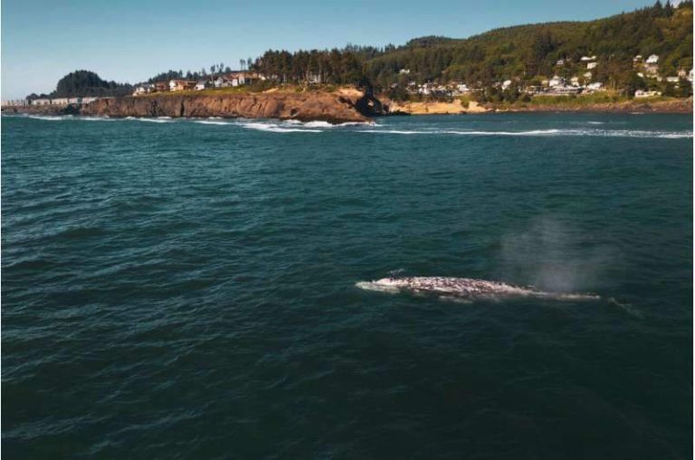 Alerta, una docena de ballenas aparecen muertas en la Bahía de San Francisco