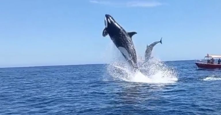 video-orca-delfin