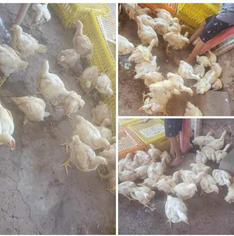 Rapiña de pollos en la comunidad de Polyuc, se los llevaron en menos de media hora