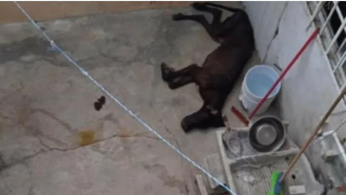 https://laverdadnoticias.com/quintanaroo/Cancun-Denuncian-maltrato-animal-en-la-Sm-246-perro-esta-apunto-de-morir-20210608-0129.html