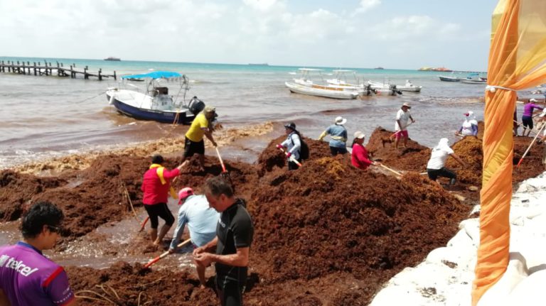 Recale de sargazo causa afectaciones a prestadores de servicio acuáticos en Playa del Carmen