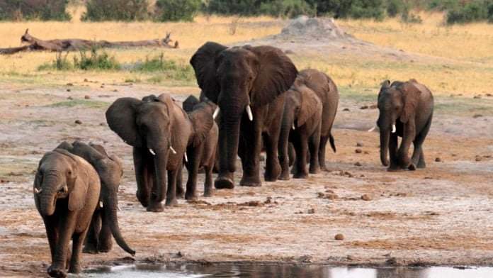 elefantes-amenaza-campo-petrolero