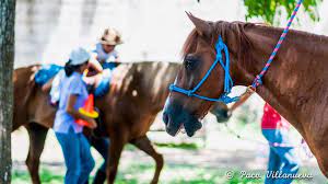 DIF de Chetumal recibe una donación de dos caballos para equinoterapia