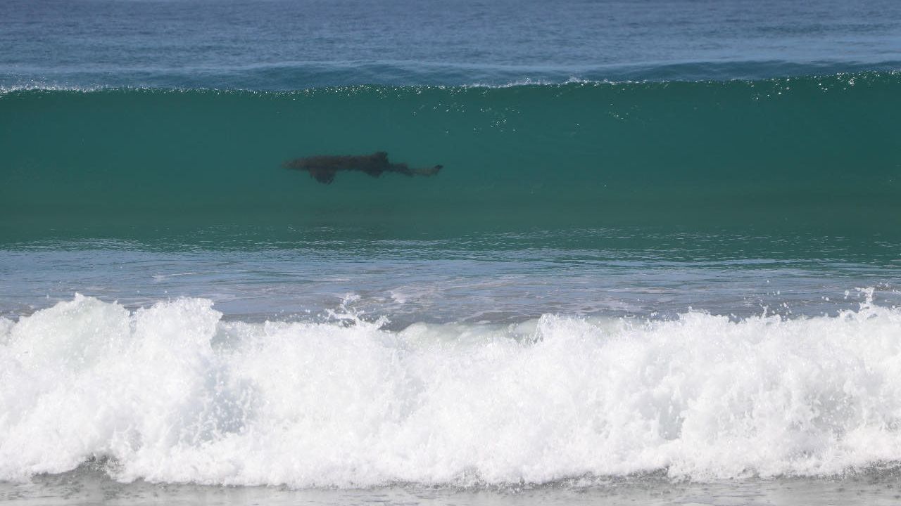 https://www.poresto.net/quintana-roo/2021/6/9/tiburon-sorprende-banista-la-orilla-de-la-playa-en-cozumel-video-257353.html