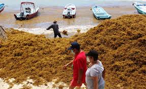 Recale masivo de sargazo afecta a los empresarios de Playa del Carmen