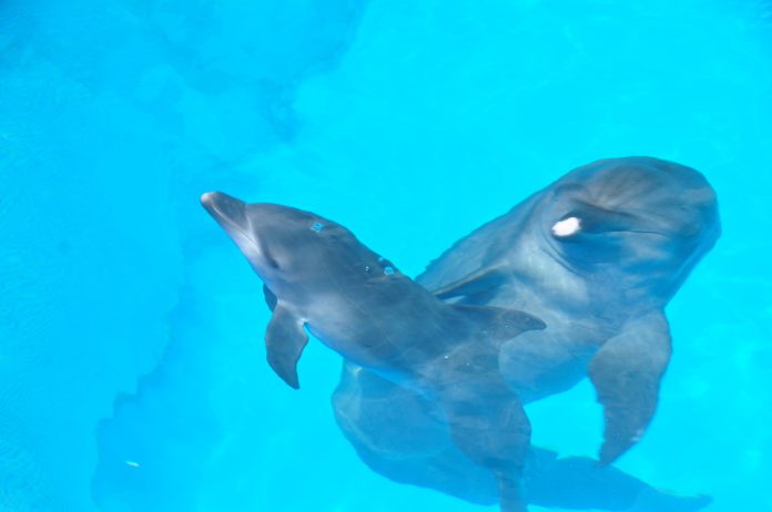 6f0efe649e685387673f1248e3e44481 https://www.pinterest.com.mx/dolphinaris/dolphinaris/