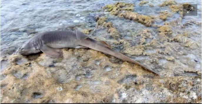 https://www.poresto.net/quintana-roo/2021/7/12/denuncian-en-redes-especie-de-tiburon-gato-arponeado-en-playas-de-cozumel-263139.html
