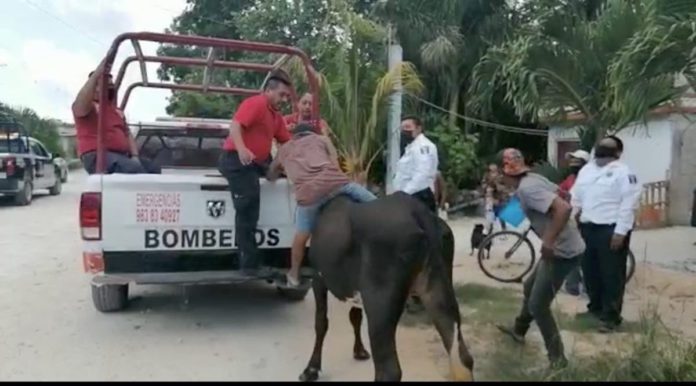 Captura-de-pantalla-2021-07-27-a-las-13.26.01 https://depeso.com/chetumal/felipe-carrillo-puerto/toro-suelto-se-mete-en-casas-y-desata-terror-en-felipe-carrillo-puerto/