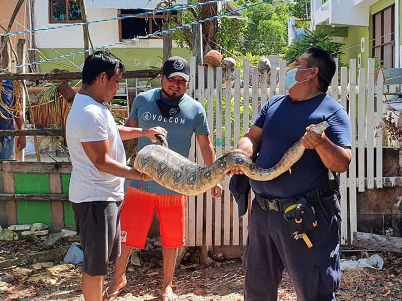 https://www.meganews.mx/quintanaroo/capturan-enorme-serpiente-en-holbox/