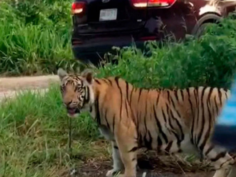 Continúa búsqueda de tigre “Chema” en Cancún